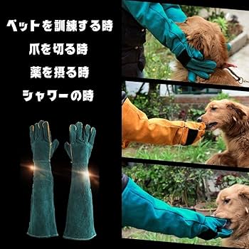 飼犬手噛 hqdefault.jpg